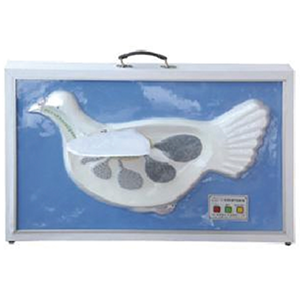 Pigeon double breathing demonstration model